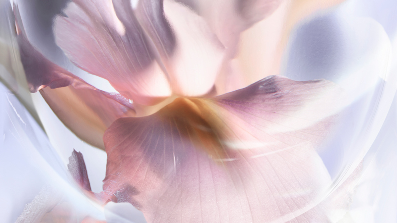 lan fraw iris absolu launch 23 ingredients iris nm 16 9