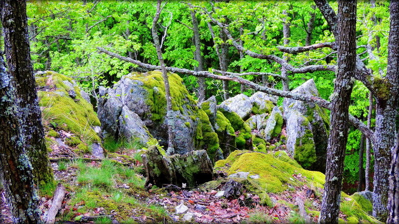 PAPUK098