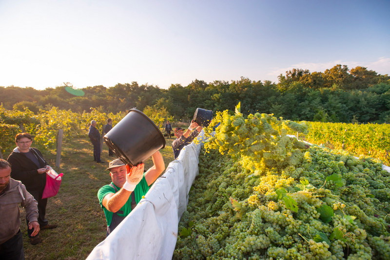 Danas se brala sorta Graševina 