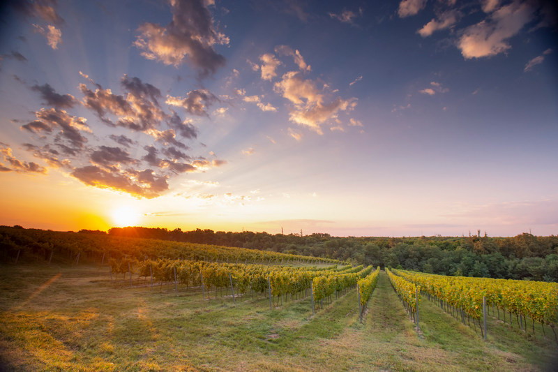 Novi brend slavonskih vina Enosophia danas je započeo s ovogodišnjom berbom