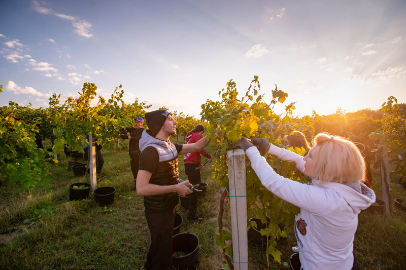 Ove godine Enosophia očekuje oko 1100 tona grožđa od čega najveća količina pripada Graševini a slijedi ju Frankovka