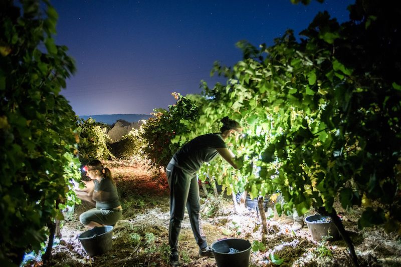Vendanges de nuit Peyrassol sept 2020 photo C Goussard 8