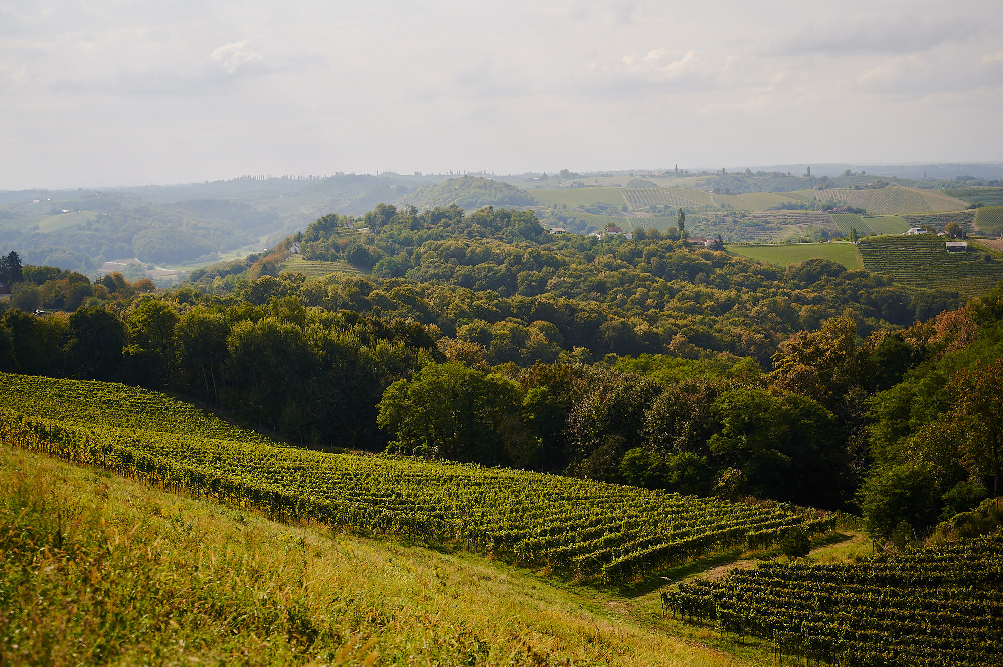 Vinogradi