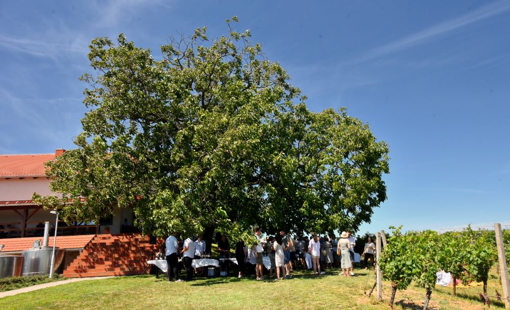 Pjenušavi doručak Srijem Foto J 4