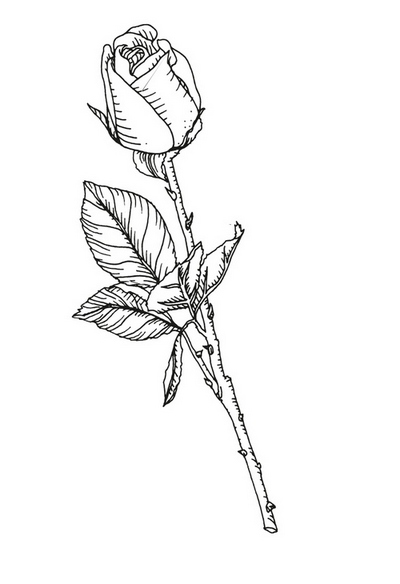 rosa petalum cr
