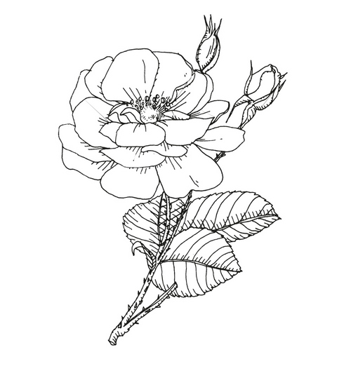 rose de damas cr