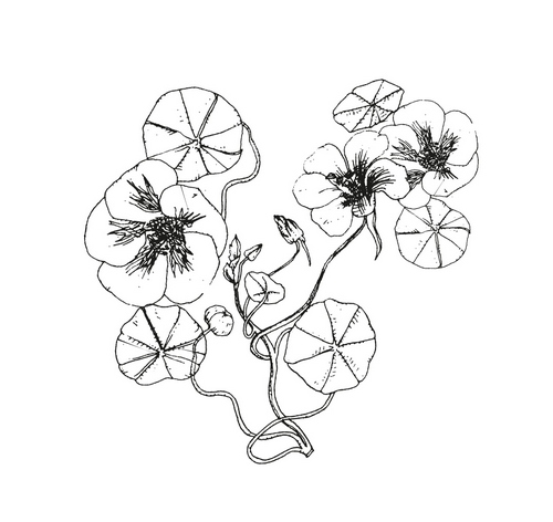 tropaeolum majus cr