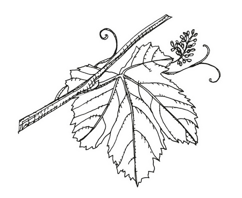 vitis vinifera cr cr