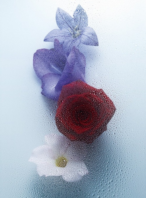 HydralifeFleurs cr