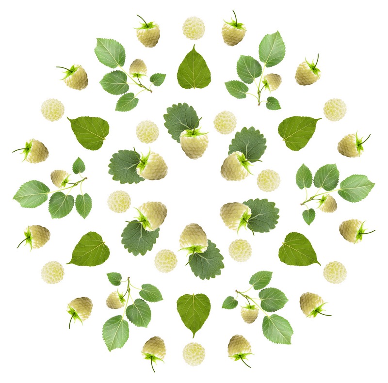 mandala MURIER BLANC