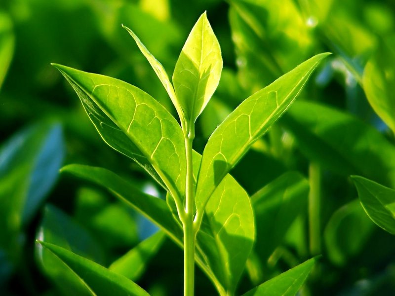 teatree