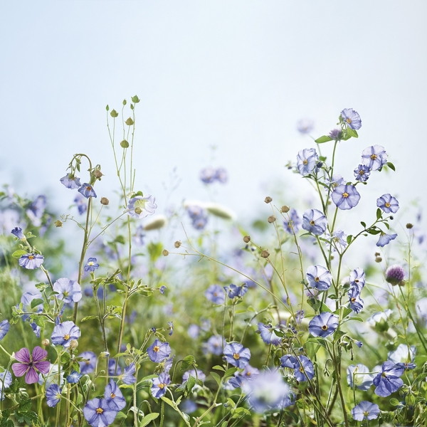 kl flax actif picture
