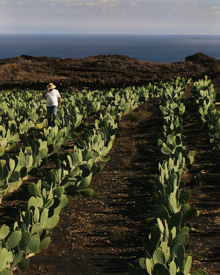 DIOR SAUVAGE CACTUS GARDEN valentin hennequin 5