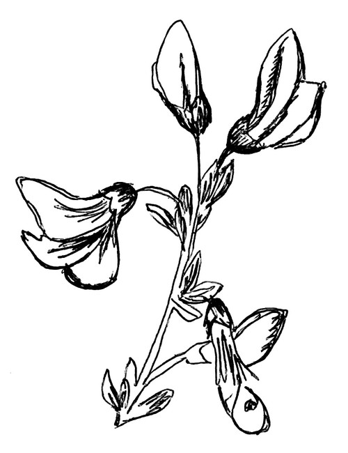 ginestra