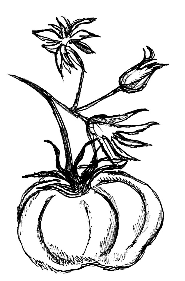 pomodoro
