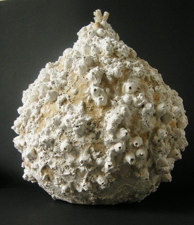 Nadica Eichhorn Okamina