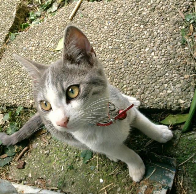 INES CORONELLI MOJIH TOP 6 3 cr