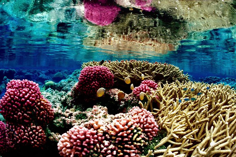 Great Barrier Reef 4
