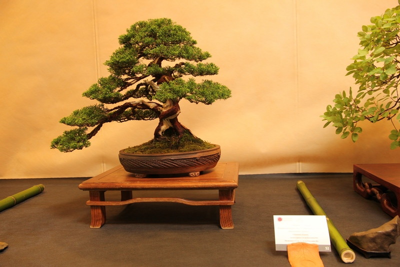 Bonsai 6