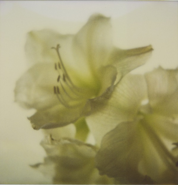 pola print 06