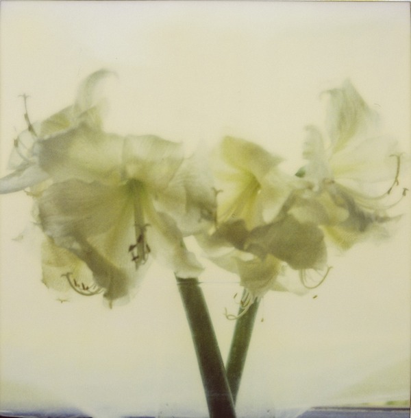 pola print 07a