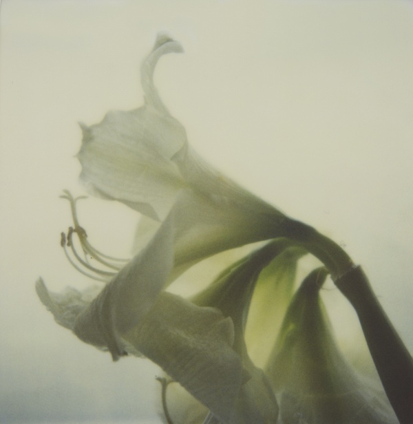 pola print 09