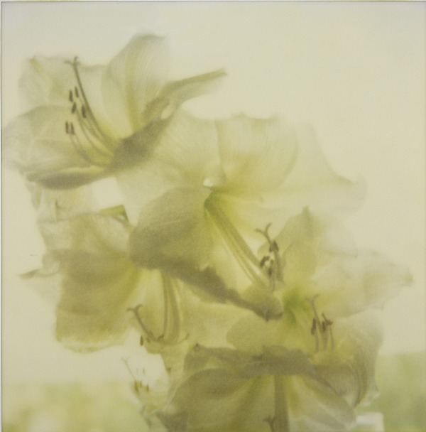 pola print 16