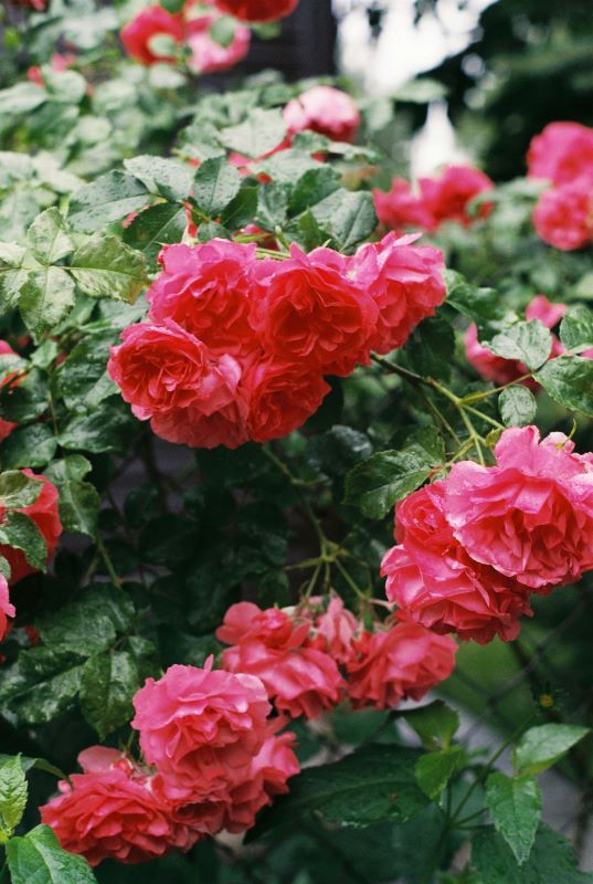 anna holodna BGA4TzPRdkM unsplash