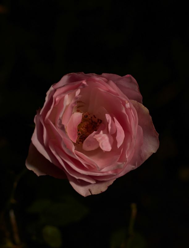 irving trejo 9gsWeMMqT1Y unsplash