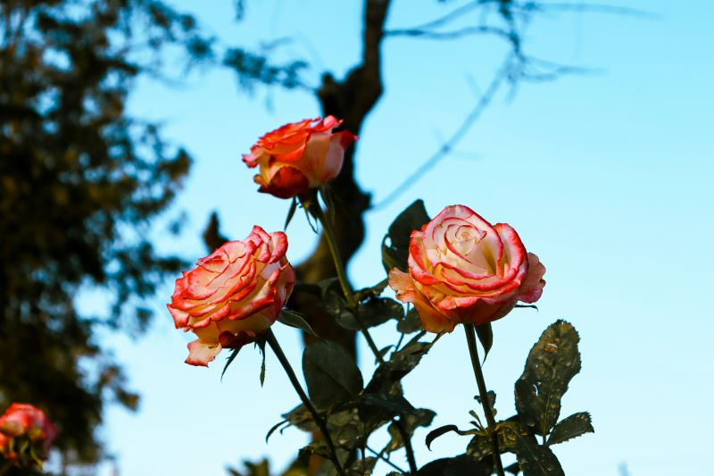 kevin serech OnbX8a27 eM unsplash