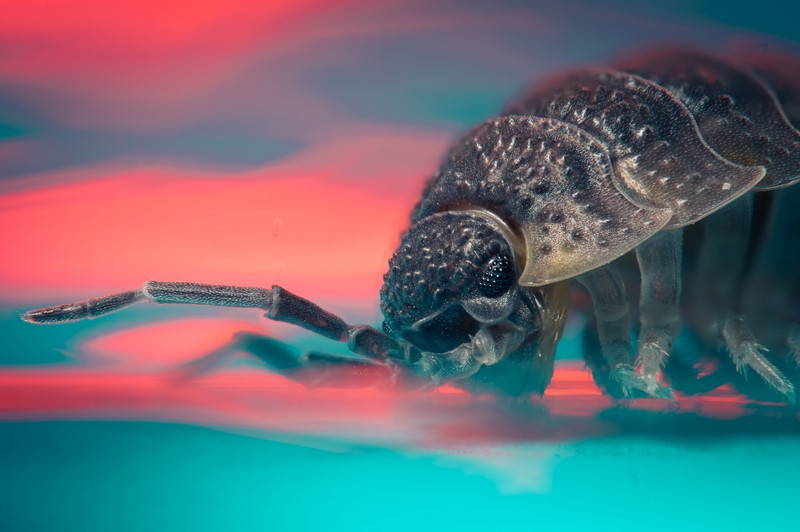 Common Woodlouse 2