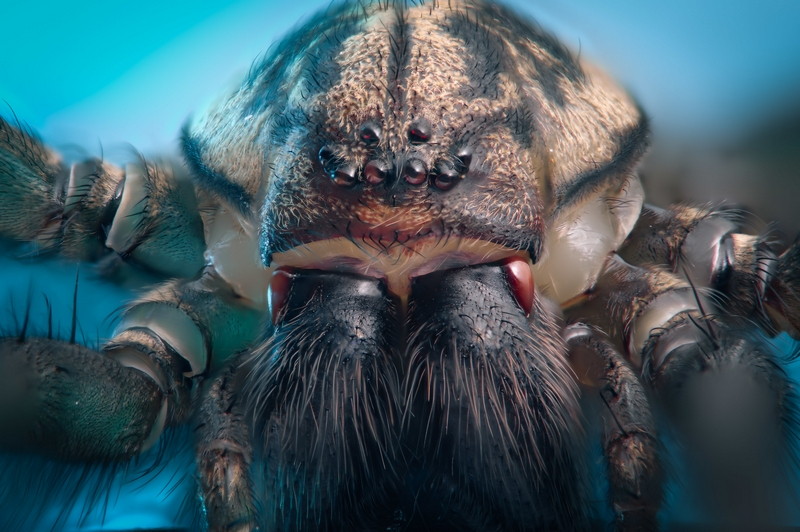 House Spider front