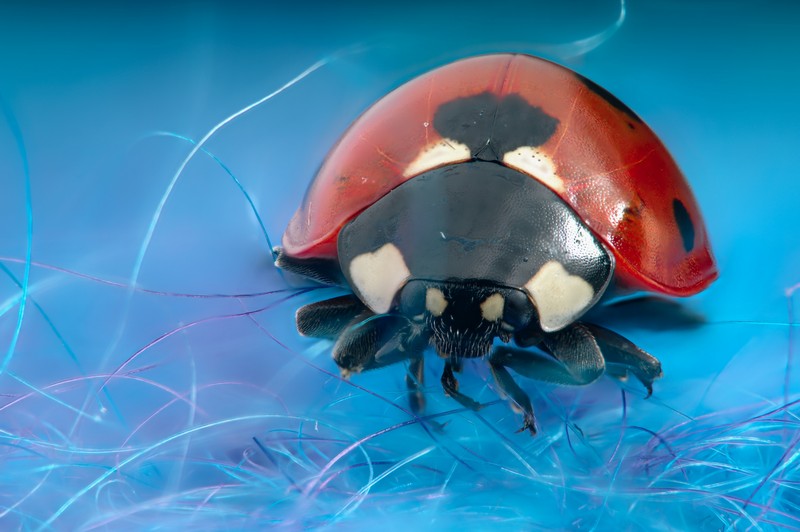 Seven Spot Ladybird