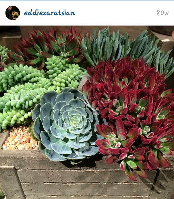 INSTA LIFE EDDIE 45