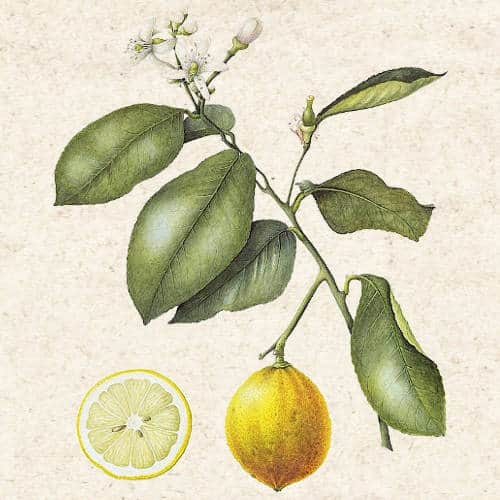 bergamot 3