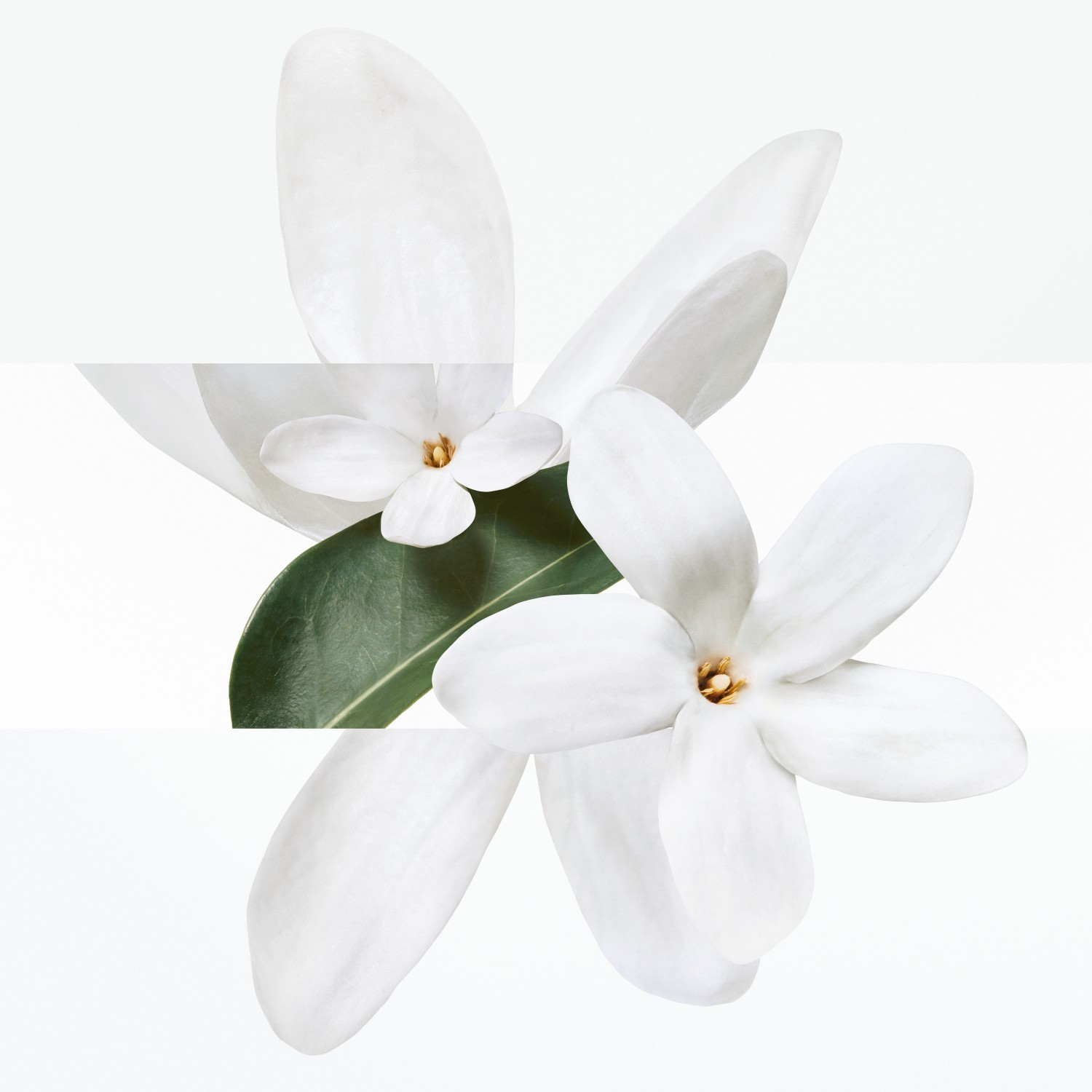 Un Jardin sous la mer visuel Tiare Jean Marie Binet