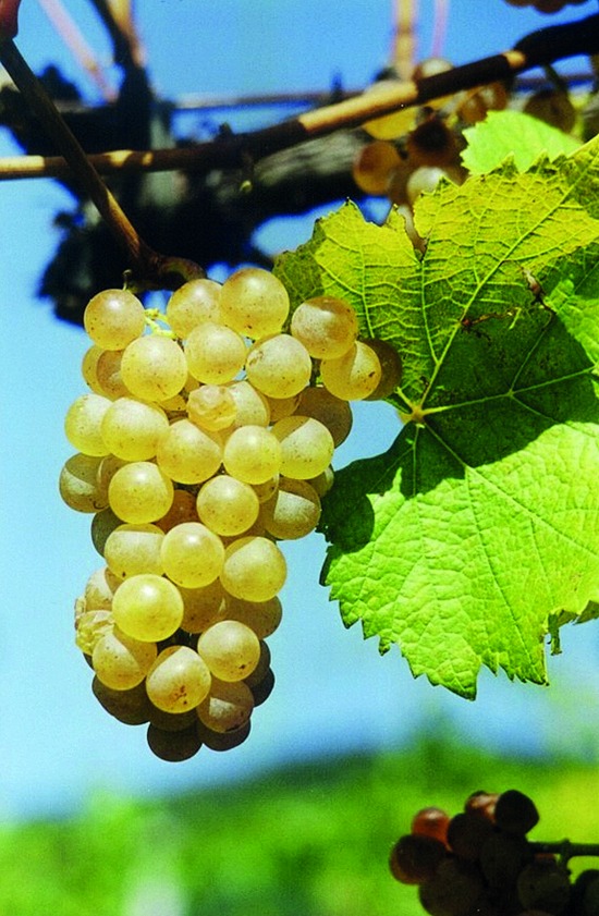 Istenic BELI PINOT 01