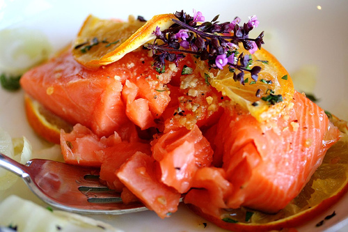 salmon